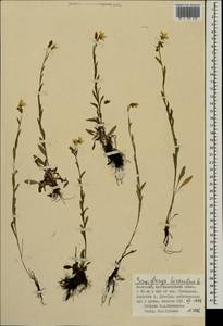 Камнеломка болотная L., Монголия (MONG) (Монголия)