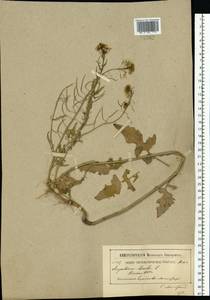 Гулявник Лезеля L., Восточная Европа, Московская область и Москва (E4a) (Россия)