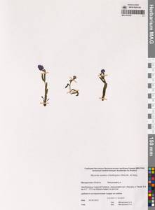 Незабудка азиатская (Vestergr. ex Hultén) Schischk. & Serg., Сибирь, Чукотка и Камчатка (S7) (Россия)