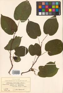 Актинидия коломикта (Maxim. & Rupr.) Maxim., Сибирь, Дальний Восток (S6) (Россия)