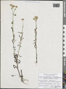 Тысячелистник мелкоцветковый Willd., Восточная Европа, Центральный лесостепной район (E6) (Россия)