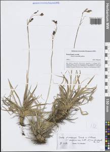 Осока узкоплодная Turcz. ex V.I.Krecz., Сибирь, Алтай и Саяны (S2) (Россия)