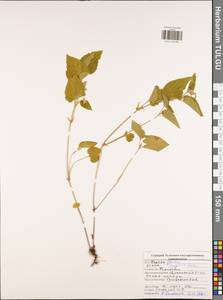 Viola canina subsp. ruppii (All.) Schübl. & G. Martens, Восточная Европа, Центральный район (E4) (Россия)