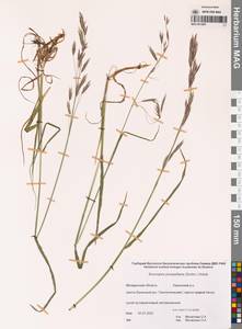 Костер Пампелла Scribn., Сибирь, Чукотка и Камчатка (S7) (Россия)