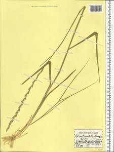 Thinoelymus mucronatus (Opiz) Banfi, Восточная Европа, Центральный лесостепной район (E6) (Россия)