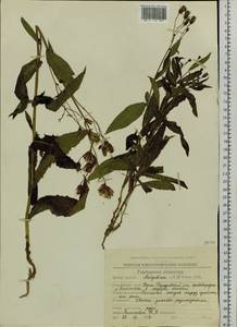 Латук сибирский, Молокан сибирский (L.) Benth. ex Maxim., Сибирь, Чукотка и Камчатка (S7) (Россия)