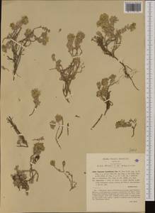 Alyssum cuneifolium Ten., Западная Европа (EUR) (Италия)