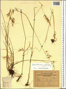 Avenula pubescens (Huds.) Dumort., Кавказ, Армения (K5) (Армения)