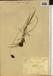 Carex aterrima subsp. aterrima, Сибирь, Прибайкалье и Забайкалье (S4) (Россия)