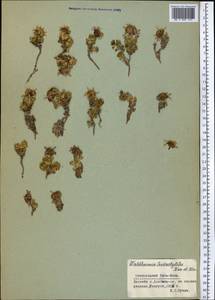 Allardia tridactylites (Kar. & Kir.) Sch. Bip., Средняя Азия и Казахстан, Северный и Центральный Тянь-Шань (M4) (Киргизия)