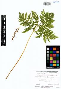Botrypus virginianus (L.) Michx., Сибирь, Прибайкалье и Забайкалье (S4) (Россия)