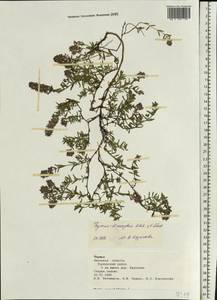 Thymus × dimorphus Klokov & Des.-Shost., Восточная Европа, Центральный лесостепной район (E6) (Россия)