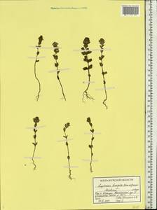 Euphrasia ×vernalis List, Восточная Европа, Центральный лесостепной район (E6) (Россия)