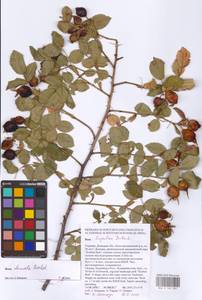 Шиповник рощевой, Шиповник кустарниковый Bechst., Восточная Европа, Южно-Украинский район (E12) (Украина)