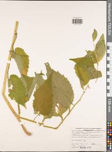 Колокольчик широколистный L., Восточная Европа, Центральный район (E4) (Россия)