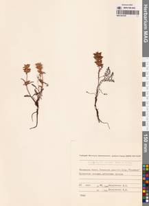 Мытник прелестный Adams ex Steven, Сибирь, Чукотка и Камчатка (S7) (Россия)