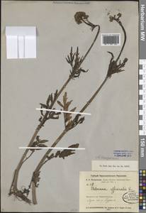 Валериана заенисейская Kreyer, Сибирь, Прибайкалье и Забайкалье (S4) (Россия)