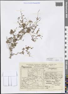 Курчавка шиповатая L., Зарубежная Азия (ASIA) (КНР)