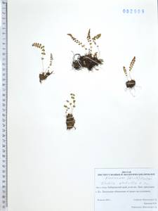 Вудсия головатая, Вудсия гладковатая R.Br., Сибирь, Дальний Восток (S6) (Россия)