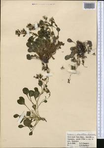 Askellia lactea (Lipsch.) W. A. Weber, Средняя Азия и Казахстан, Северный и Центральный Тянь-Шань (M4) (Киргизия)