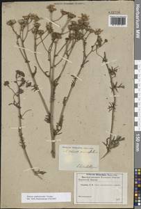 Якобея Андржейовского (Tzvelev) B.Nord., Восточная Европа, Южно-Украинский район (E12) (Украина)