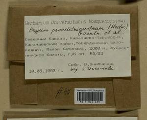 Ptychostomum pseudotriquetrum (Hedw.) J.R. Spence & H.P. Ramsay, Гербарий мохообразных, Мхи - Северный Кавказ и Предкавказье (B12) (Россия)