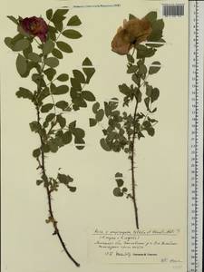 Rosa ×majorugosa Palmén & Hämet-Ahti, Восточная Европа, Центральный лесостепной район (E6) (Россия)