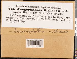 Anastrophyllum michauxii (F. Weber) H. Buch, Гербарий мохообразных, Мхи - Западная Европа (BEu) (Германия)