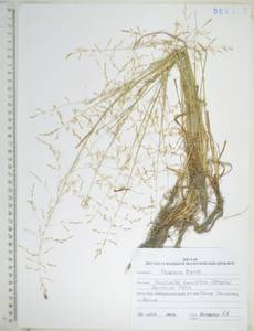 KHA4370, Бескильница тонкоцветковая (Griseb.) Scribn. & Merr., Сибирь, Дальний Восток (S6) (Россия)