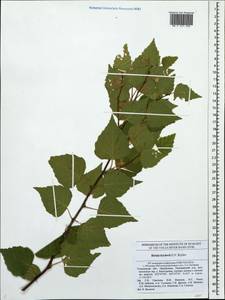 Betula pubescens subsp. pubescens, Восточная Европа, Средневолжский район (E8) (Россия)