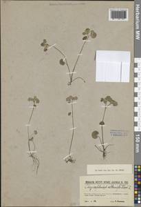 Селезеночник очереднолистный L., Восточная Европа, Северо-Западный район (E2) (Россия)