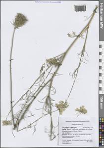 Морковь обыкновенная, Морковь дикая L., Западная Европа (EUR) (Испания)