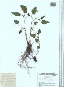 Фиалка собачья L., Восточная Европа, Центральный район (E4) (Россия)