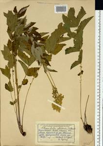 Таволга вязолистная (L.) Maxim., Сибирь, Западный (Казахстанский) Алтай (S2a) (Казахстан)