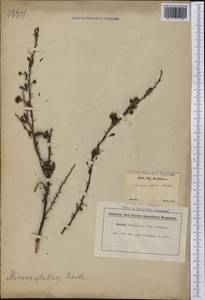 Mimosa glabra Benth., Америка (AMER) (Бразилия)