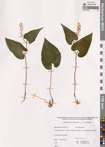 Майник двулистный (L.) F.W.Schmidt, Сибирь, Чукотка и Камчатка (S7) (Россия)