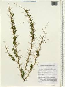 Ononis spinosa subsp. antiquorum (L.)Briq., Зарубежная Азия (ASIA) (Израиль)