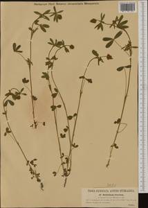 Trifolium cinctum DC., Западная Европа (EUR) (Хорватия)