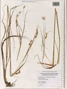 Exotheca abyssinica (Hochst. ex A.Rich.) Andersson, Зарубежная Азия (ASIA) (Вьетнам)