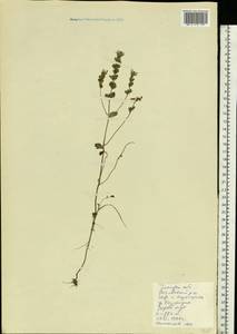 Очанка, Восточная Европа, Западно-Украинский район (E13) (Украина)