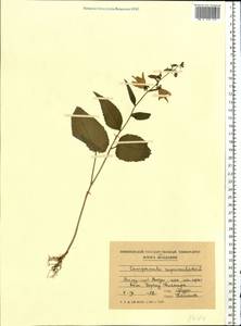 Колокольчик рапунцелевидный L., Восточная Европа, Молдавия (E13a) (Молдавия)