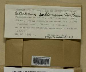 Callicladium haldaneanum (Grev.) H.A. Crum, Гербарий мохообразных, Мхи - Москва и Московская область (B6a) (Россия)