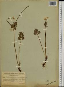 Красивоцвет кориандролистный Rchb., Сибирь, Прибайкалье и Забайкалье (S4) (Россия)