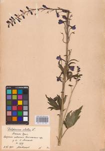 Живокость высокая L., Восточная Европа, Восточный район (E10) (Россия)