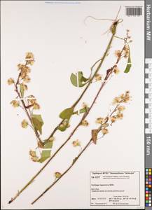 Solidago virgaurea subsp. lapponica (With.) Tzvelev, Сибирь, Центральная Сибирь (S3) (Россия)