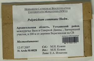 Polytrichum commune Hedw., Гербарий мохообразных, Мхи - Архангельская и Вологодская области, Коми, Ненецкий АО (B7) (Россия)
