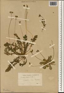 Crepis sancta subsp. sancta, Зарубежная Азия (ASIA) (Турция)