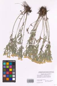 Солонечник мохнатый, Грудница мохнатая (L.) Rchb. fil., Восточная Европа, Нижневолжский район (E9) (Россия)