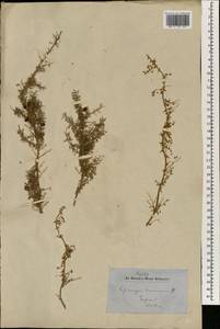Спаржа кистевидная Willd., Зарубежная Азия (ASIA) (Непал)