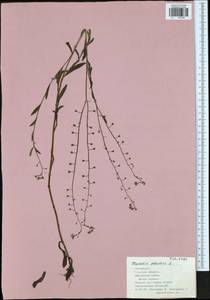 Незабудка скорпионовидная L., Восточная Европа, Центральный район (E4) (Россия)